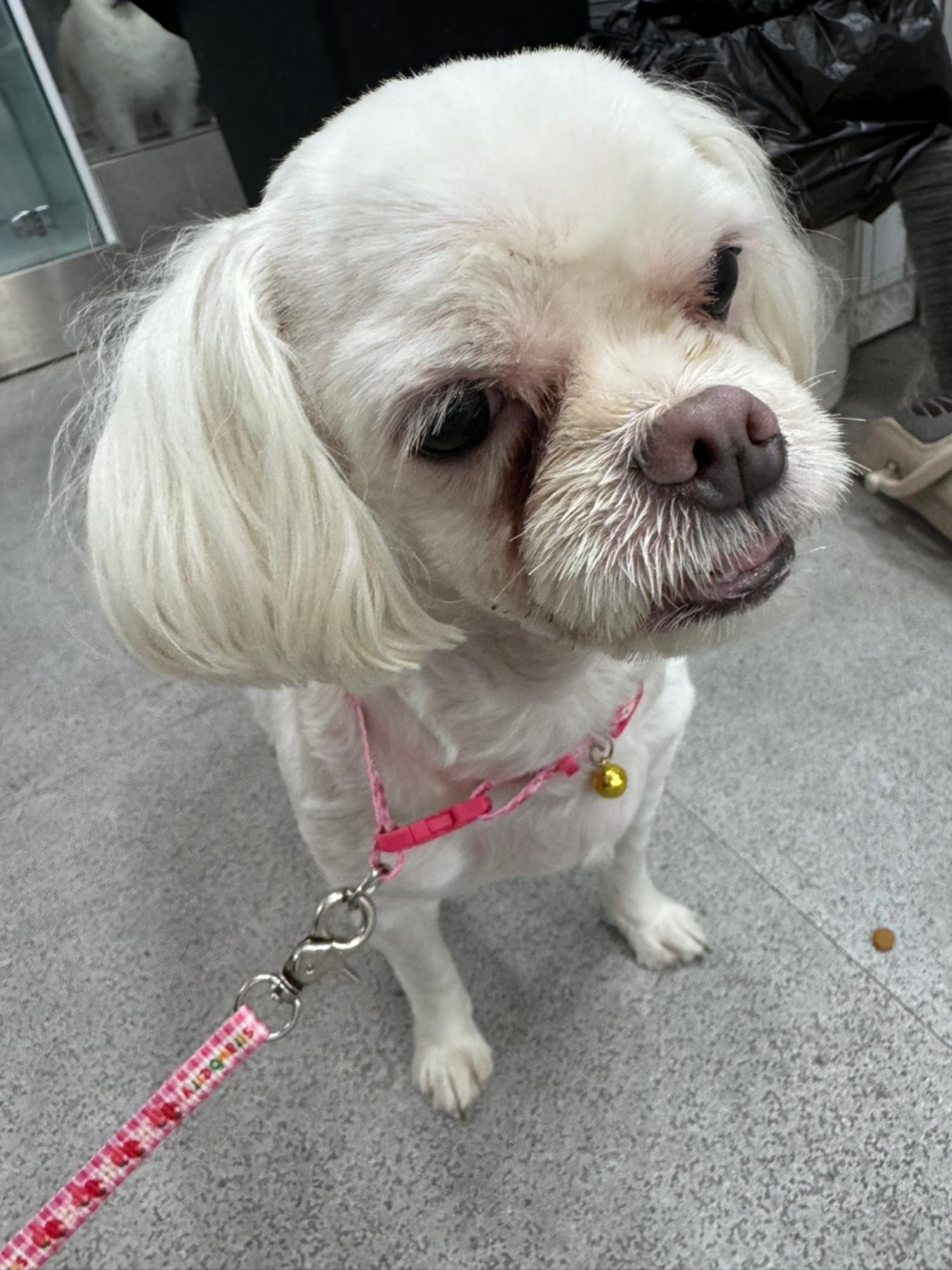 24시아이동물메디컬_441386202400929
